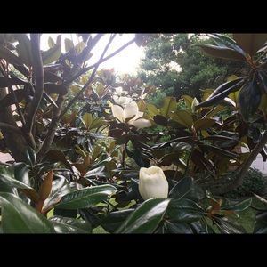 Meet your Posher, Faye